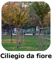 Ciliegio da fiore